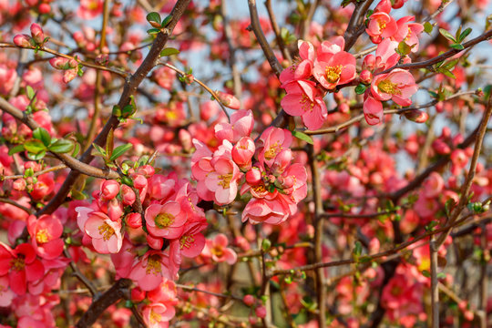 Close Up Pink Flowers Spring Blossom