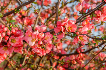 Close Up Pink Flowers Spring Blossom