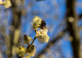 Die Hummel