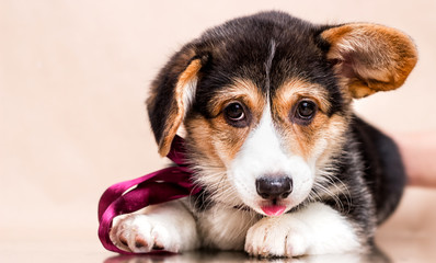 cute welsh corgi tricolor puppy looks and lies comfortably