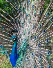 Fotobehang Peacock Posing © Vanessa