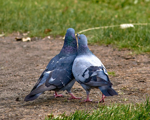 Two pigeons kissing. Breeding season of birds