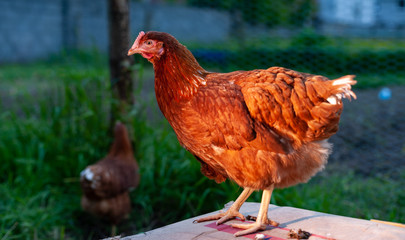 Free range hen standing on a cardboard box outdoors on a farm