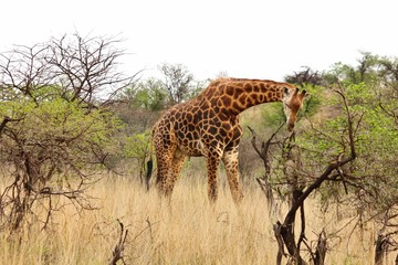 Majestic giraffe at Nambiti Game Reserve