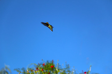 Humming bird with blue sky background and flowers