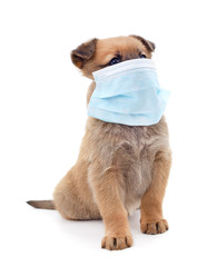 Dog in medical mask.