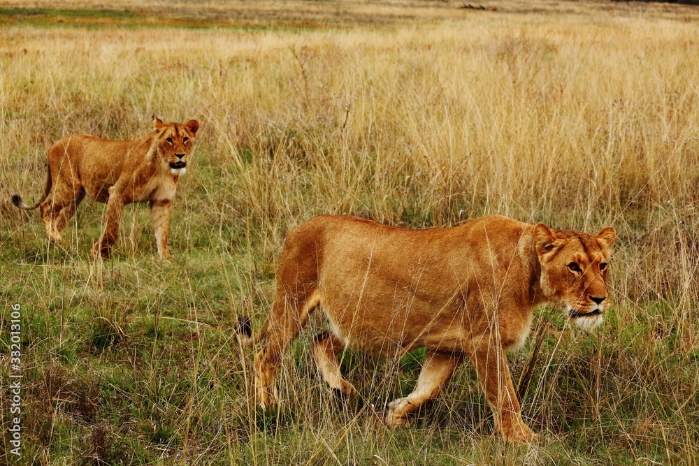 Wall mural 2 female Lions walking through the savanna