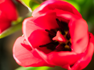 Close up of red Tulip