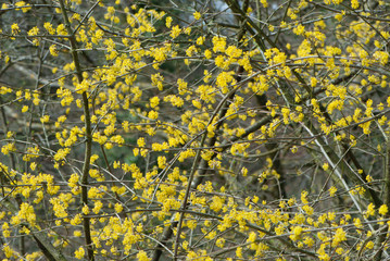 Bright beauty yellow cornelian blossom, spring has come