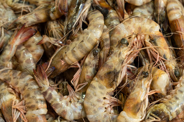 Jumbo Shrimps in fish market. Unpeeled and raw crustacean. Healthy and delicious ingredient for salad and appetizer.