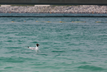 Sea beach sand seashore Seagull on the waves