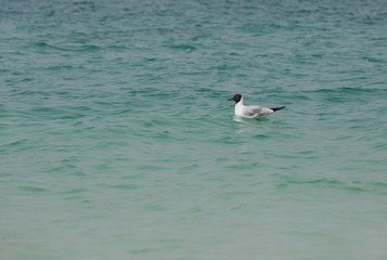 Sea beach sand seashore Seagull on the waves