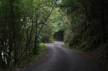 Road in vegetation between trees 
