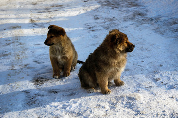 Cute puppies sitting on snow, Siberia, Russia
