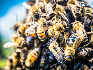 Honey Bees swarm at summer in the garden