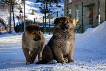Cute puppies sitting on snow, Siberia, Russia