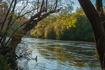 River into vegetation with trees in shore