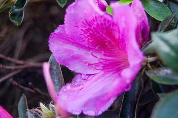 Purple flower with raindrops