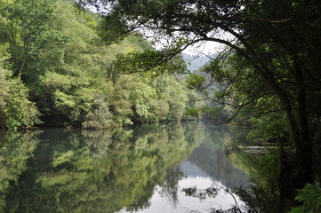River with vegetation reflection 