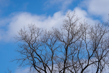Tree branches and blue sky with clouds
