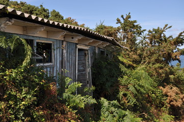 Abandoned wooden house into vegetation