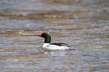 Common Merganser swimming in water