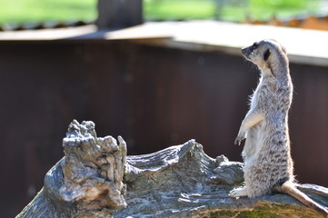 Meerkat seeing to horizon in open park