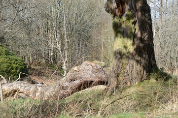 A tree in the grounds of Crawford Priory, Cupar, Fife, built early 18th century
