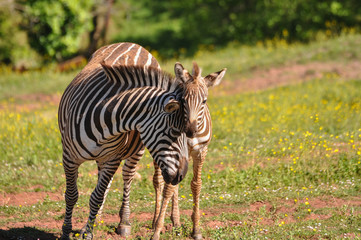 little zebra with her mom giving love