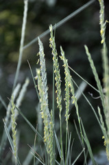In the meadow growing cereal plant couch grass (Elymus repens)