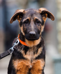 German shepherd puppy on a city street