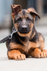 German shepherd puppy on a city street