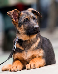 German shepherd puppy on a city street