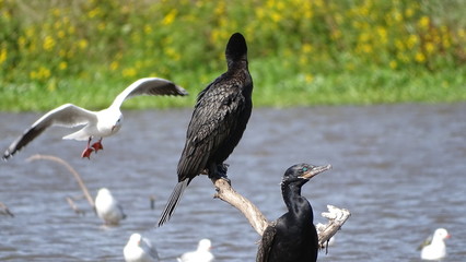  beautiful birds resting and flying