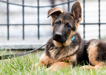 German shepherd puppy on a city street