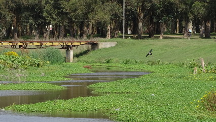 the bridge over the beautiful lagoon