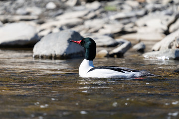 Common Merganser