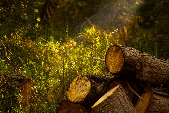 Foresta in autunno alberi e felci 