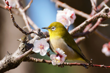 Japanese white-eye on plum(ume) blossom tree