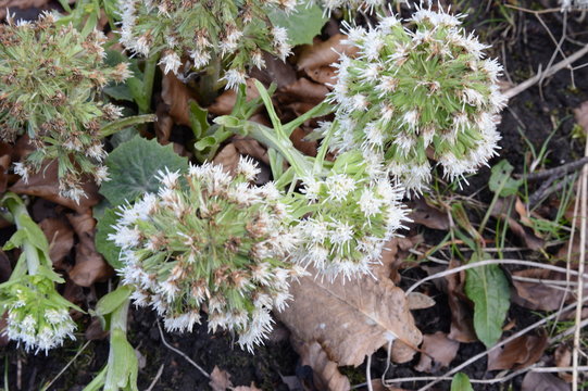 Male White Butterburs, Petasites albus, Crawford Priory, Cupar, Fife, 19th March 2020