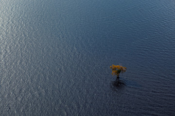 Lonely tree on the river - Amazon, Brazil.