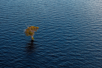 Lonely tree on the river - Amazon, Brazil.