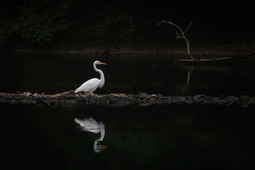 White egret surveys its watery domain