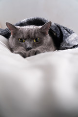 Russian Blue cat on white cat, russian blue, sleepy, sweet, relax, portrait, pedigreed, isolated, portrait studio shot, white, laying, breed, feline, horizontal, isolated on white, carnivore, kitty, e