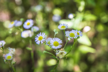 Fleabane blooming in a meadow