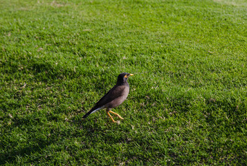 Myna bird Acridotheres tristis on a background of green grass Starling Myna mynah green grass