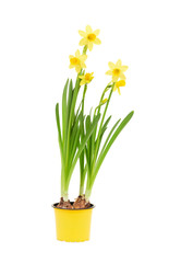 Jonquil flower in yellow flowerpot isolated on white blackground.