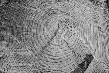 Tree trunk cross section in close up	