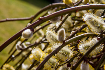  Flowering catkins on a willow  © teine