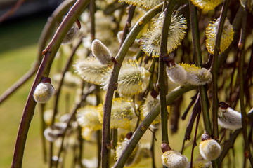  Flowering catkins on a willow  © teine